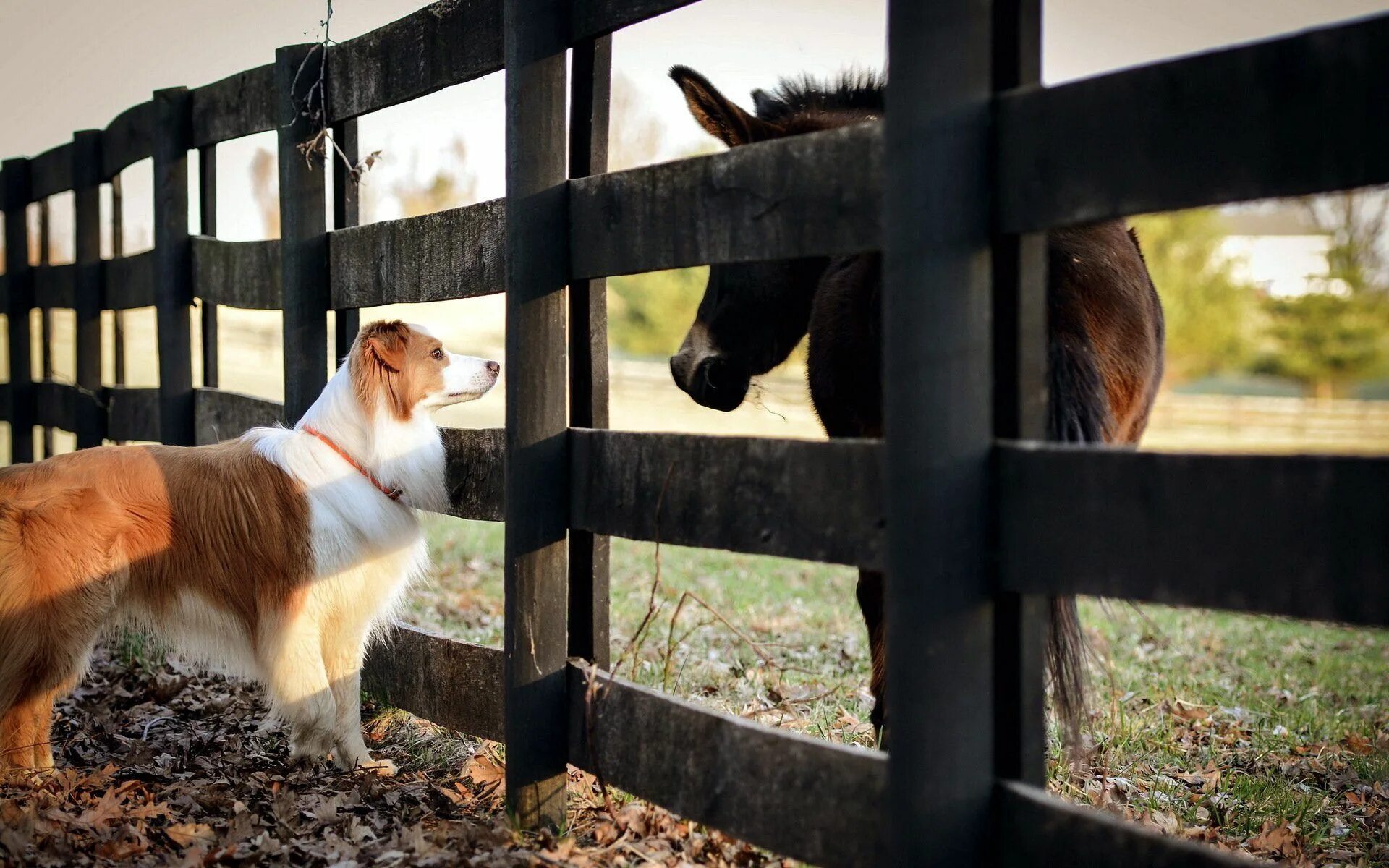 Большие собаки и лошади. Загон для животных. Изгородь для животных. Ограждение загона для животных. Забор для загона собак.