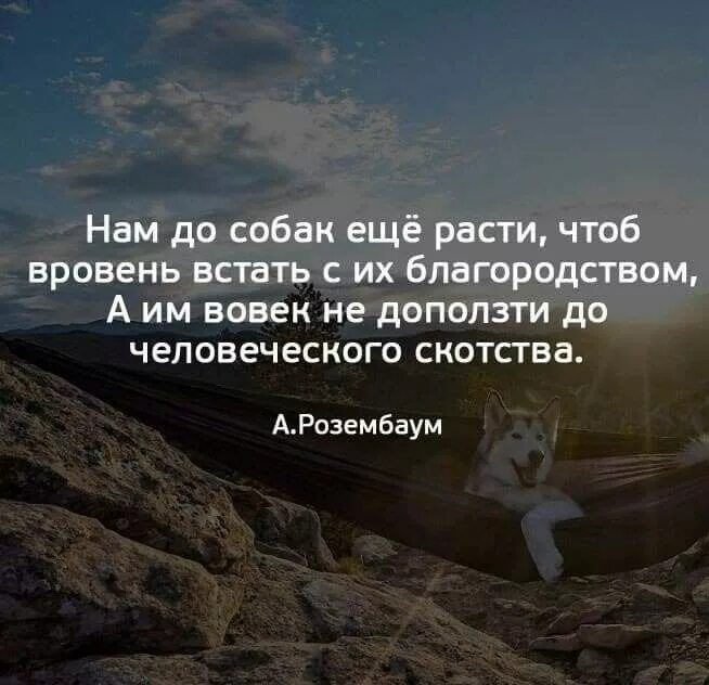 Высказывания о чести и достоинстве человека. Высказывания о благородстве. Актуальные высказывания. Мудрые слова о благородстве. Благородство цитаты.