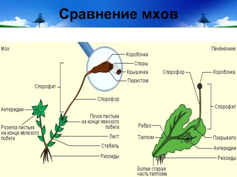 Часть спорофита. Спорофит мха. Сравнение мхов. Спорофит мха коробочка. Спорофит и гаметофит у мхов.