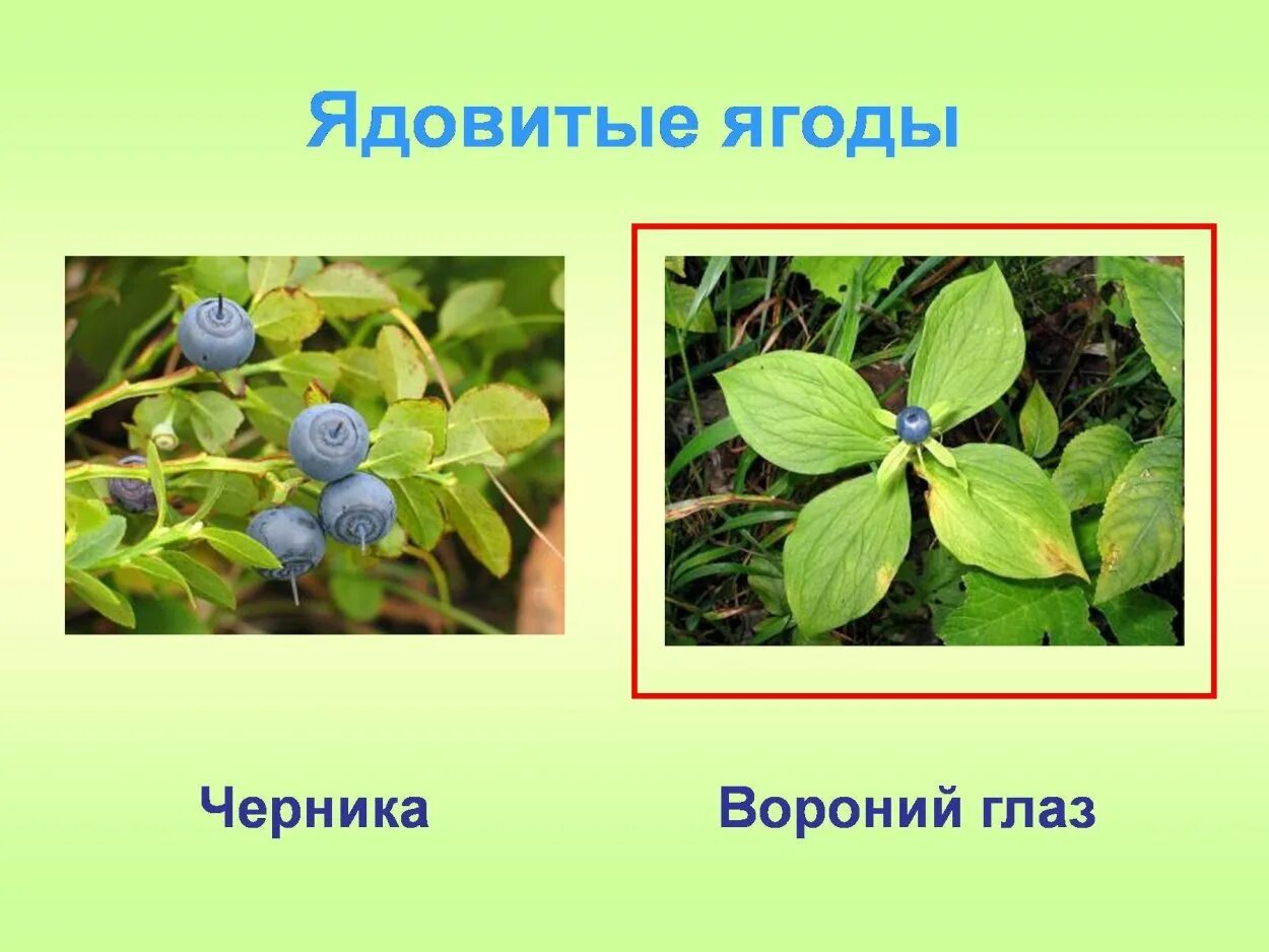 Ягоды волчье лыко вороний глаз. Лесные ягоды названия несъедобные. Съедобные ягоды ядовитые растения. Несъедобные лесные ягоды подмосковья. Съедобные ягоды ядовитые растения.