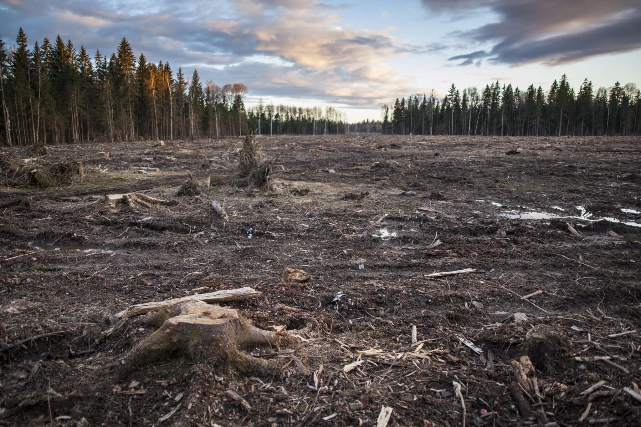 Snacky Eco-Diaries Fact about Deforestation - YouTube