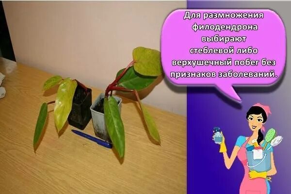 Филодендрон размножение листом. Филодендрон дольчатый размножение. филодендрон черенкование. укоренение филодендрона листом. укоренить черенок филодендрона.
