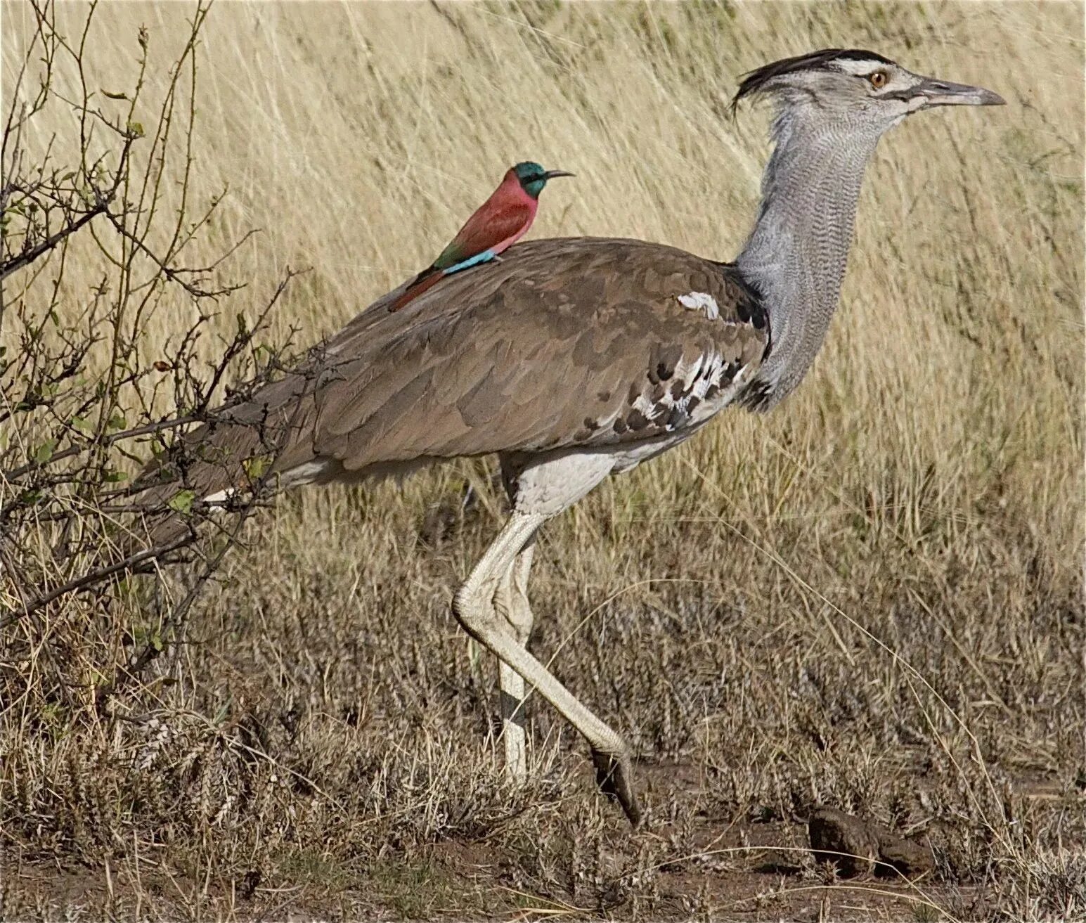 Bucorvus leadbeateri. Красно венценосный журавль китай. Аист марабу птица. Малайский калао. Индийский двурогий калао.