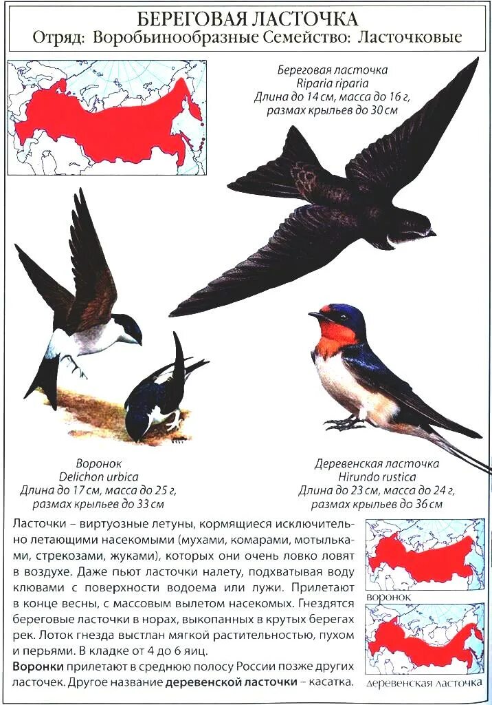 Ласточка размеры птицы. Ласточка ареал обитания в России. Ласточки. Описание ласточки. Ласточка характеристика.