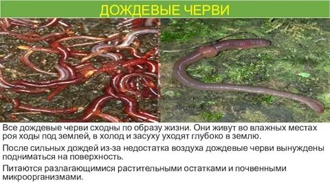 Сколько живут червяки дождевые