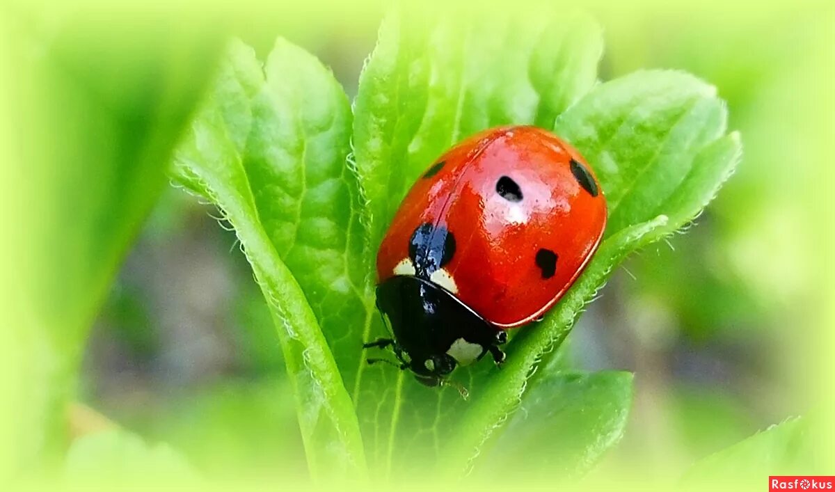 природа ягоды. коровка ягодка. божья коровка - ягодка - малинка/ladybird - berry-raspberry. божьи коровки. макро ягоды.