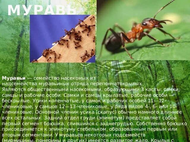 Муравей информация для детей. Описание муравьев. Сообщение о муравьях. Описание муравьев. Насекомое муравей описание.