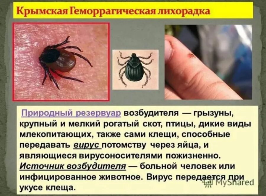 передаются клещами человеку