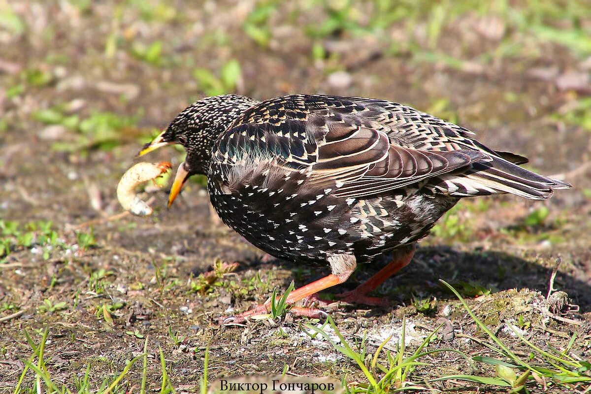 скворец ягодник. скворец. скворец гусеница. скворец скворушка скворечник. скворец ест гусениц.