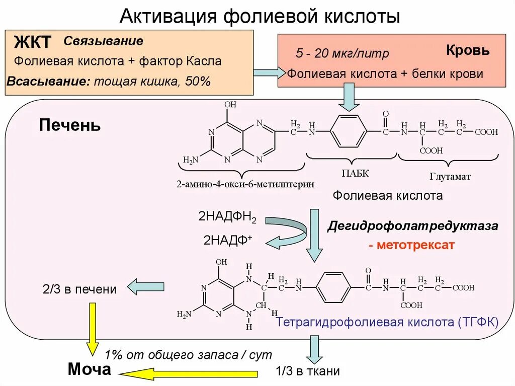 Реакции деметилирования фолиевой кислоты. Синтез фолиевой кислоты схема. Реакция активация фолиевой кислоты. Фолиевая кислота ТГФК.