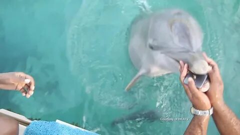 Дельфина девушка видео