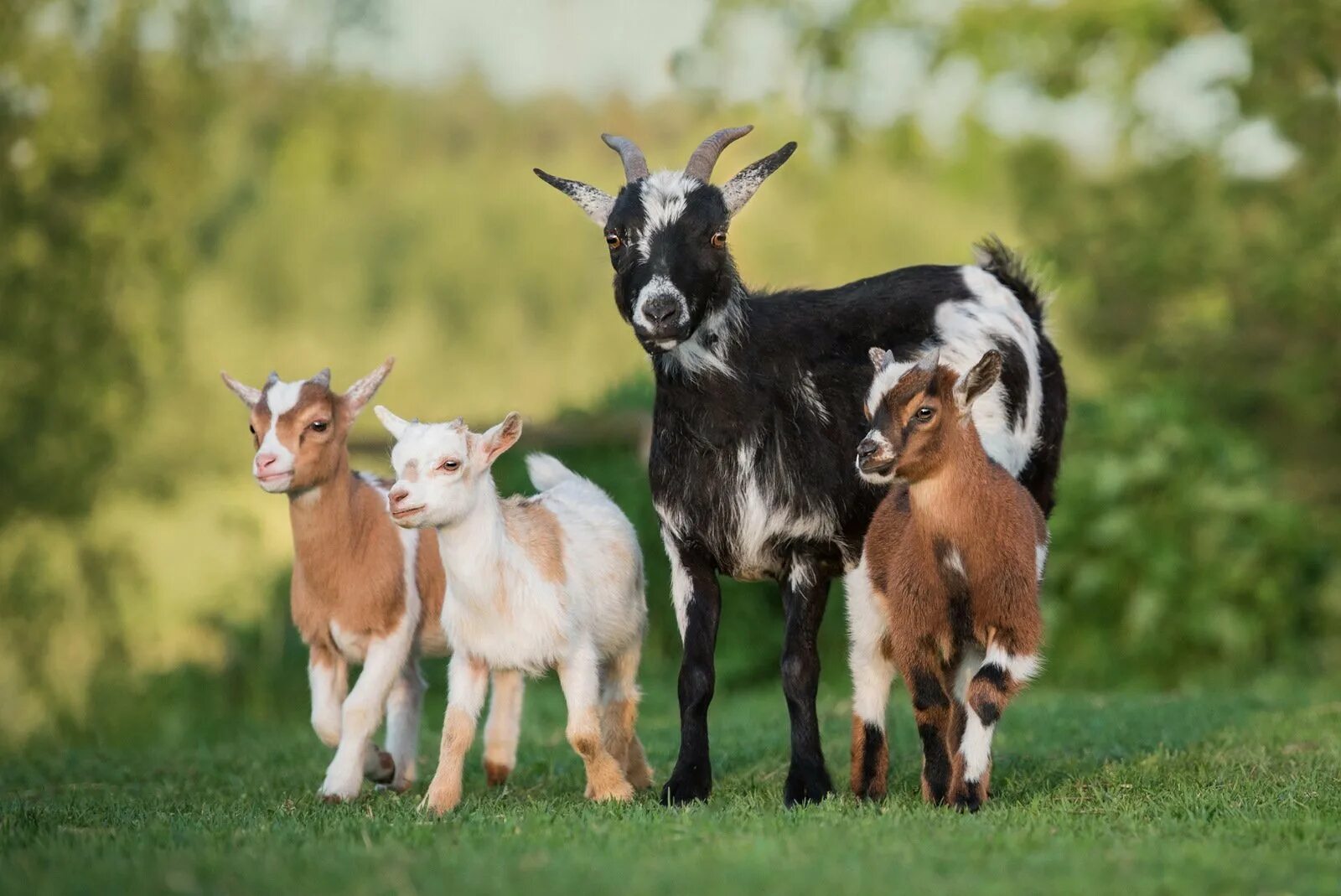 Камерунская порода коз. Мини козы. Мини козы камерунские. Камерунские карликовые козы. Карликовая коза пигмей.