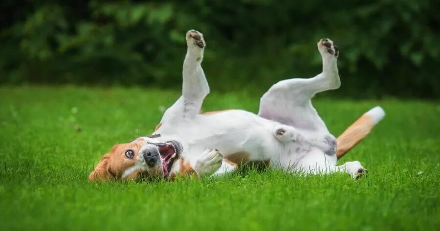 Rolling dog. Rolling dog. Перевернутый щенок. Rolling dog. Funny dog rolling on the grass.