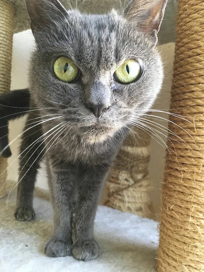 Как выглядит злой кот 36 Of The Word’s Angriest Cats Ever Who Have Had Enough Of Your BS Cat photograp