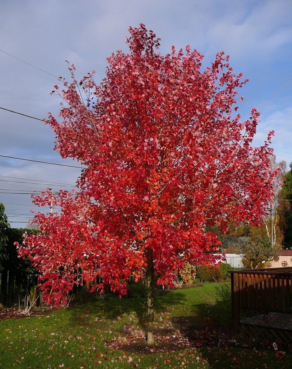 Дерево с красными листьями название. Acer rubrum (клен красный) 'Red Sunset'. Клен красный Гиннала. Клен остролистный Гиннала. Клён канадский краснолистный.