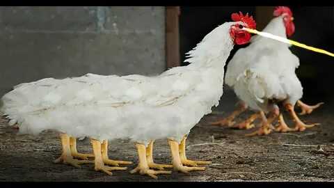 f.Fascinating encounter with a mutant eight-legged white chicken in a small village Unbelievable miracle.f