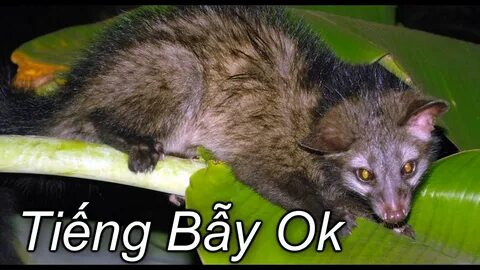 Brother musang