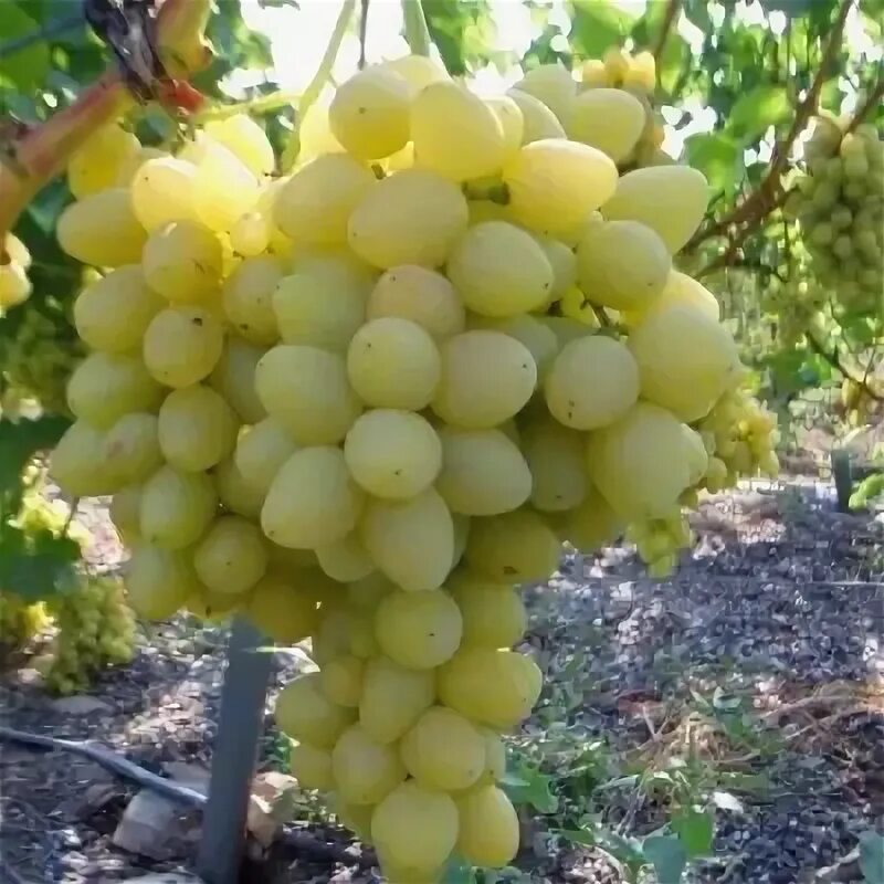Восторг описание сорта фото Саженцы виноград Восторг VinousVost56 1 шт. купить в Шепот лепестков, цена на
