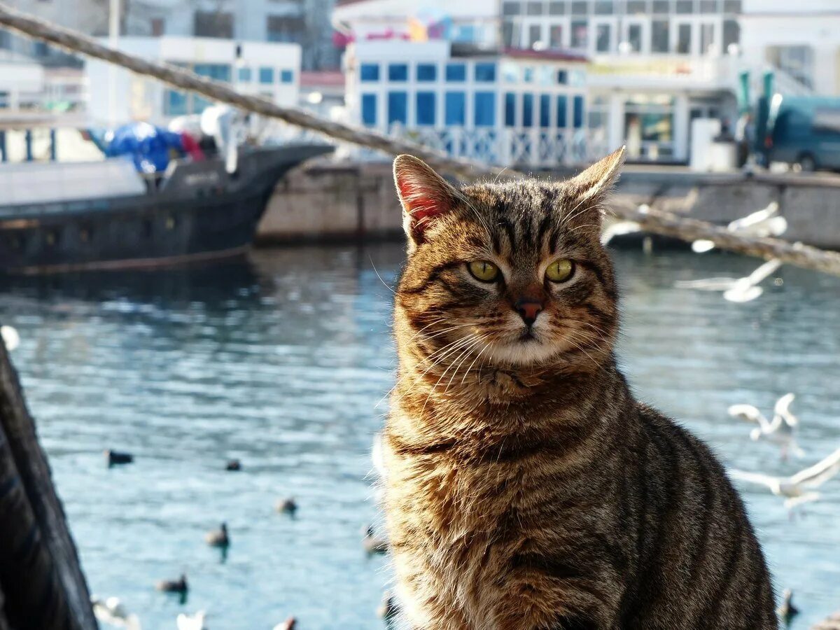 Корабельный кот. Коты Севастополь. Кот на море. Портовый кот. Коты в Балаклаве.