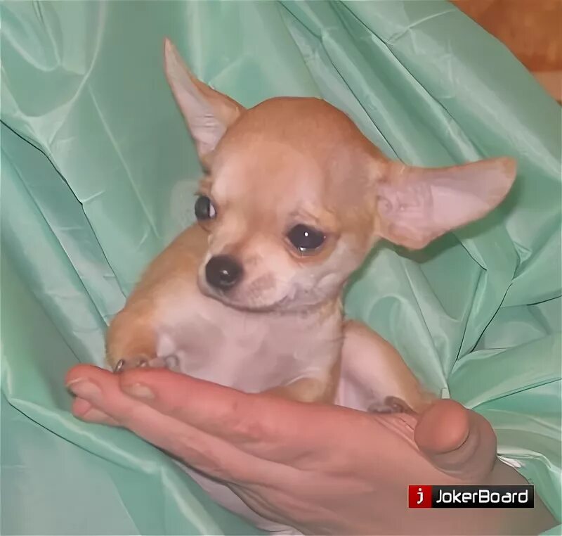 чихуахуа вырвало