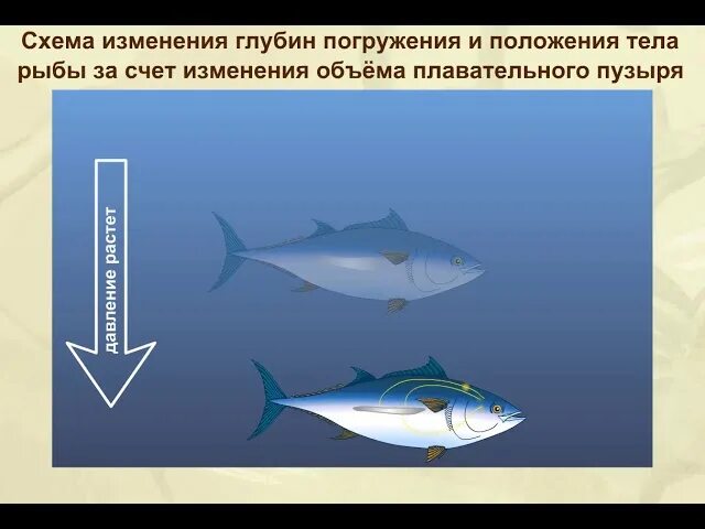 Плавательный пузырь у акул. Надкласс рыбы плавательный пузырь. схема изменения глубин. схема изменения рыб. как рыбы меняют глубину погружения.