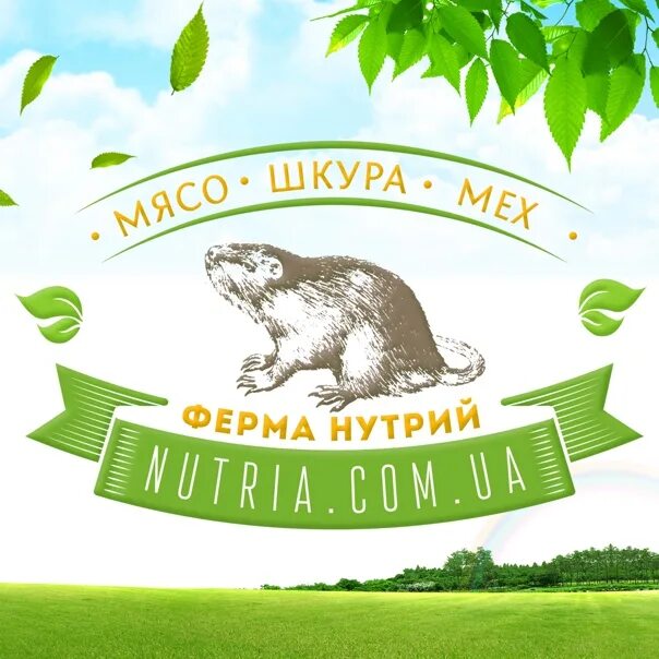 Нутриевая ферма. Ферма нутрий. Нутриевая ферма Богородицк. Нутриевая ферма Тула. Ферма нутрий Тульская область.