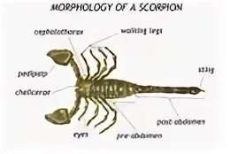 Строение скорпиона. Скорпион строение тела. Внешнее строение скорпиона. Внешнее строение скорпиона биология 7 класс.