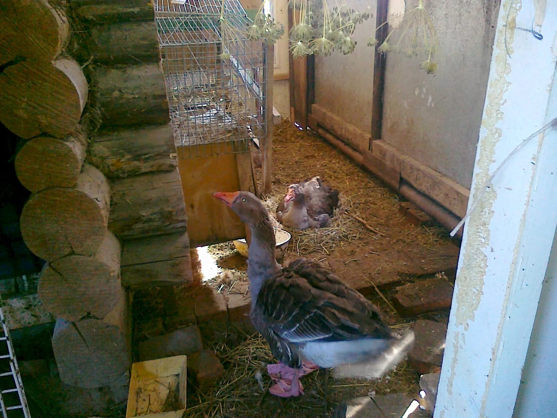 Гнезда для индоуток. Ноги утки. Утка села на ноги что делать. Протез для птицы без лапы. Гнездо для индоутки.