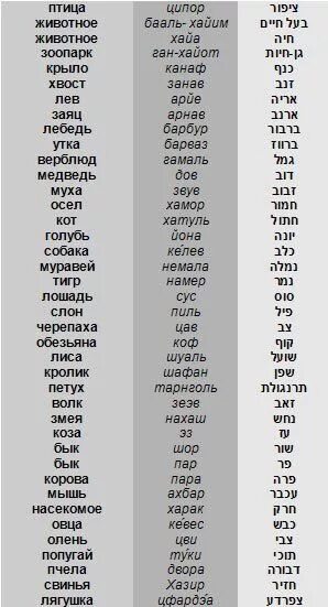 Животные на иврите. Еврейский язык слова. Слова на иврите. Названия животных на иврите. Переводчик с иврита по фото на русский