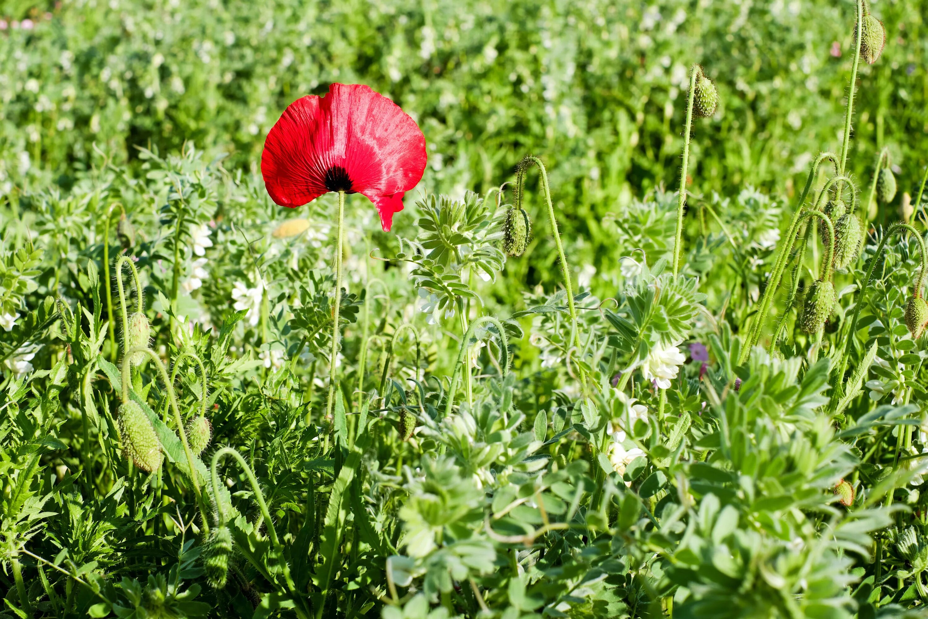 Corn poppies. Мак опийный листья. Листья опиумного мака. Поле опийного мака. Мак снотворный листья.