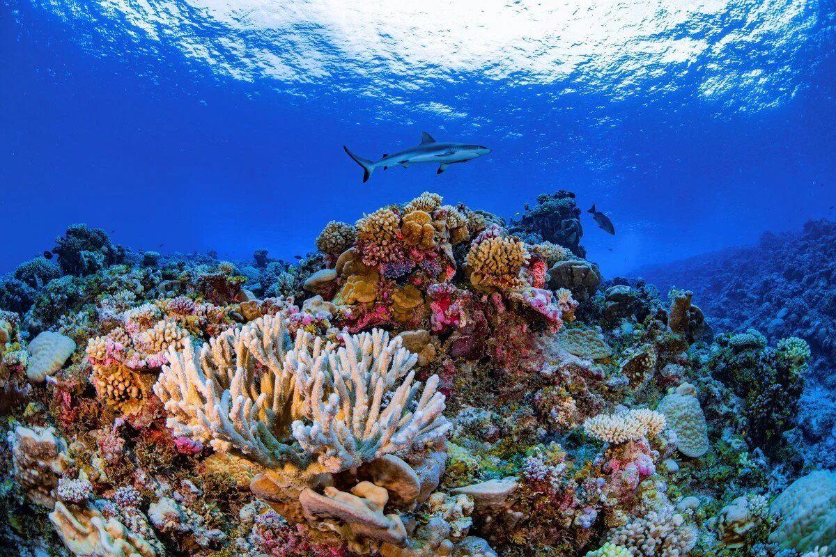 Great barrier reef corals. Морской парк на рифах Туббатаха. Большой коралловый риф в Австралии. Большой Барьерный риф (Северо-Восточное побережье Австралии).