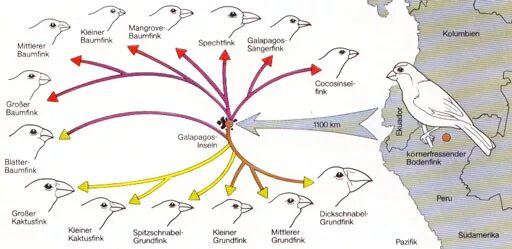 Разнообразие галапагосских вьюрков. Клювы Вьюрков Дарвина. Дарвин вьюрки Галапагосские острова. Галапагосские вьюрки видообразование. Галапагосские вьюрки клювы.