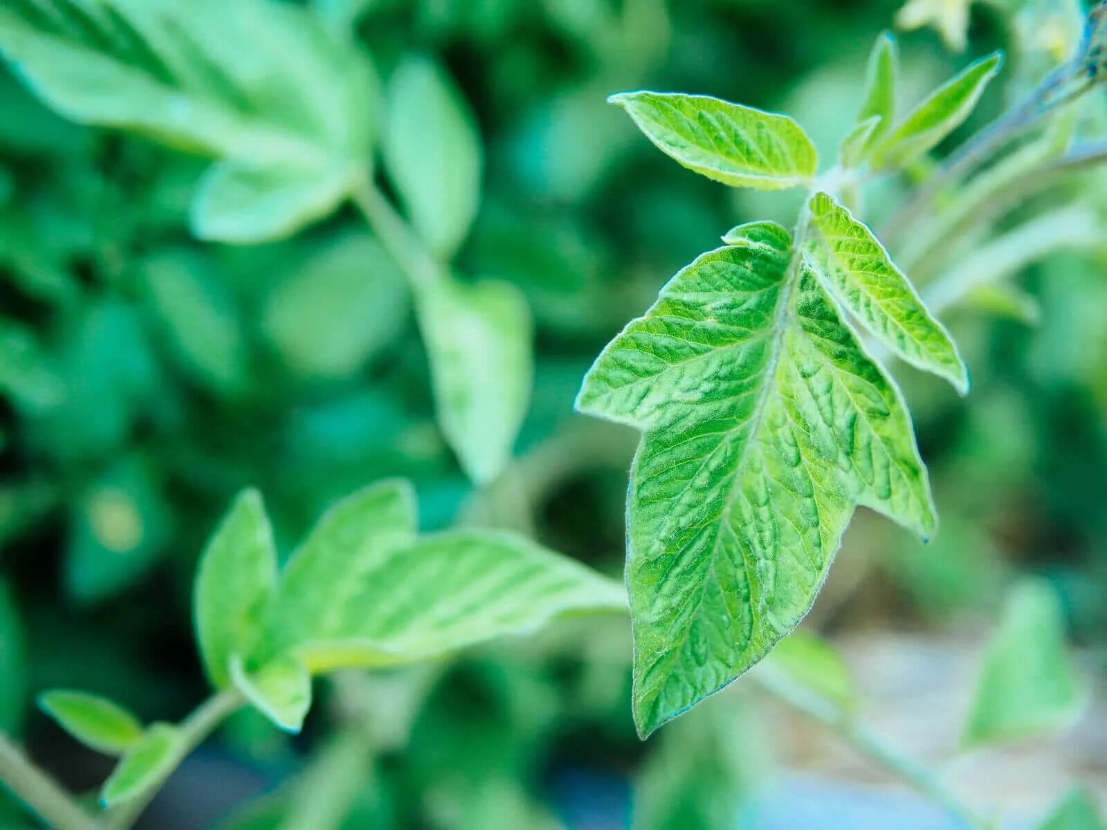 Листья томата. Помидорные листья. Листик помидора. Здоровый лист томата. Tomato leaves