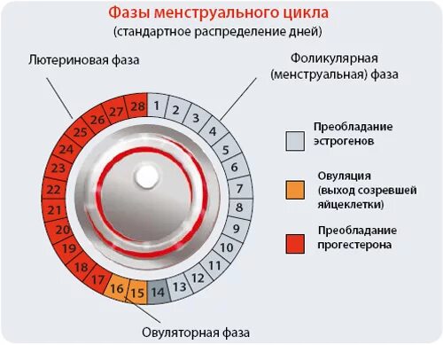 4 5 день цикла