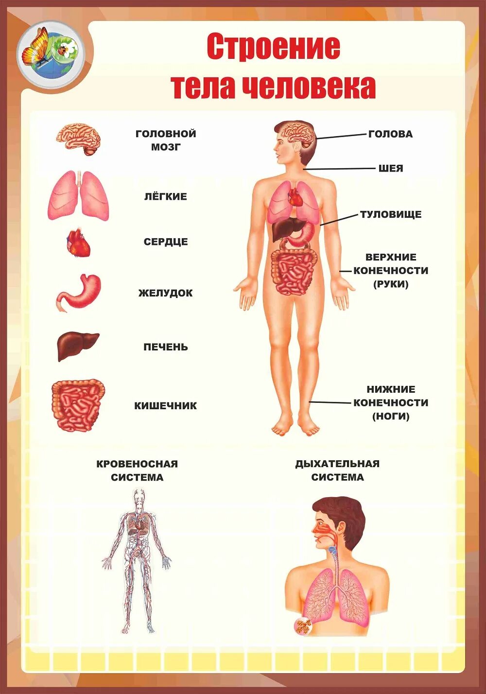 Макет строения внутренних органов человека. Строение человека. Строение тела человека. Модель внутреннее строение тела человека. Плакат организм человека.