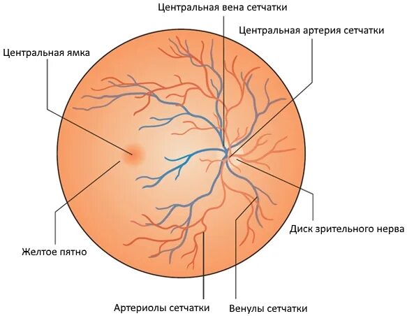 Центральная Вена сетчатки анатомия. Ветви центральной артерии сетчатки. Центральная Вена сетчатки ветви. Центральная артерия и Вена сетчатки. Центр сетчатки