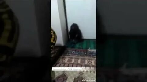Домовые камеры