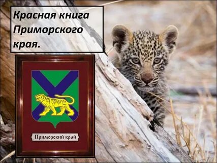 Книги в приморском крае
