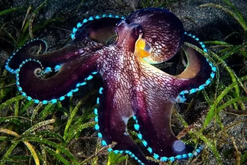 Фотки осьминога. Кокосовый осьминог (Coconut Octopus). Головоногие моллюски осьминог. Осьминог Дофлейна гигантский. Голубой кольчатый осьминог.