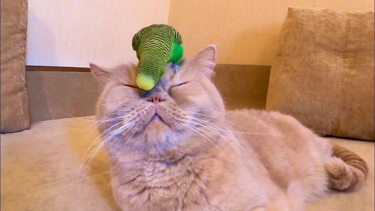 Говорящие попугаи говорящие коты