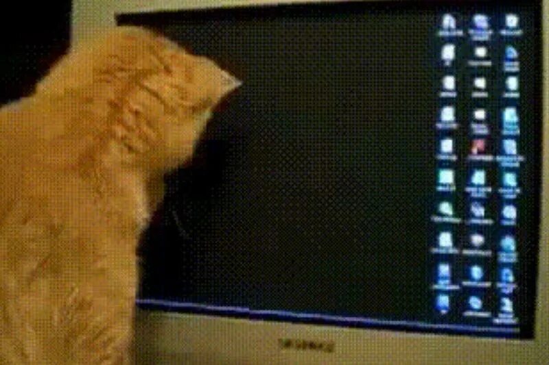 Если движется экран что делать. Компьютер гиф. Кот на мониторе. Кот и компьютер. Кошка и монитор.