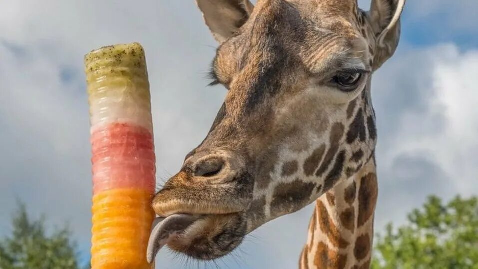 капибара рост. белый носорог альбинос. Animal articles. квокка. бабирус фото где обитают как они стачивают рога? смотреть.