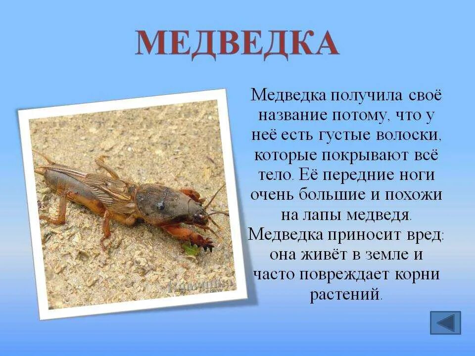 Определите тип развития животных 1 медведка обыкновенная. Медведка обыкновенная отряд. медведка насекомое капустянка. медведка обыкновенная среда обитания. медведка насекомое среда обитания.