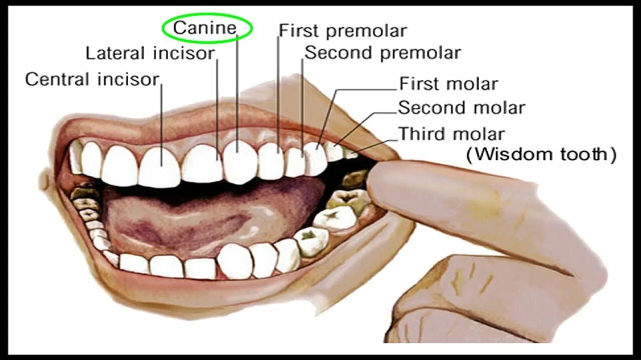 Клык сверху зубов. Строение зубов резцы клыки. Зубы анатомия резцы клыки. Передние резцы верхней челюсти.