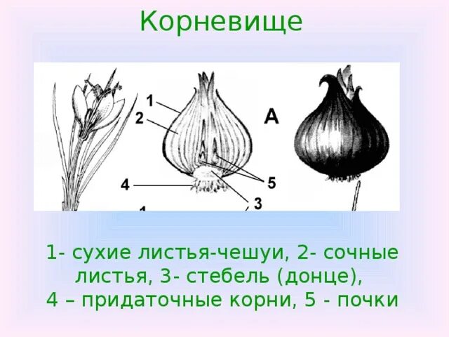 Какие листья у луковицы. Корневище с почкой придаточными корнями. Какую функцию в луковице выполняют сочные чешуи листья. Разрез луковицы чешуя Донце почки придаточные корни.