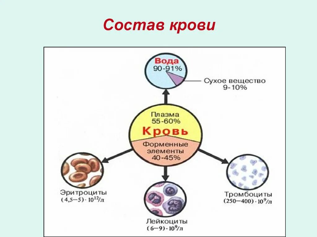 Элементы составляющие кровь. Кровь состоит из плазмы и клеток крови. Кровь состоит из плазмы и форменных элементов клеток. Состав крови человека схема. Схема кровь плазма форменные элементы.