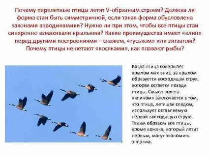 Перелетные птицы причины