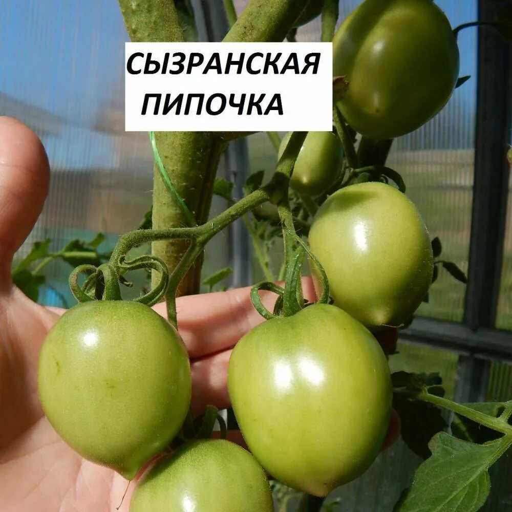 Сорт томата сызранская пипочка. Индетерминантные томаты сызранская пипочка. Сызранская пипочка томат описание. Томат сызранская пипочка семена. Томат крымская пипочка.