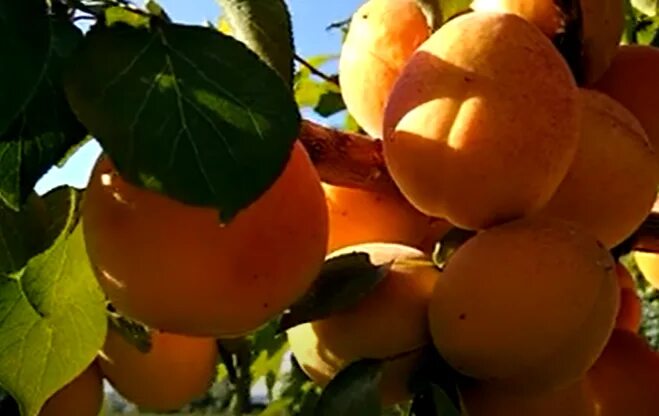 Купить абрикос "память шевчука" с доставкой по Минску и Беларуси Zelensad