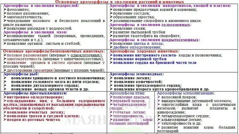 Ароморфозы растений и животных таблица